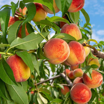 Aywal Peach Fruit Seed(3 per packet)