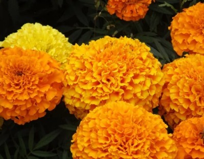 VERTISE African Marigold Flower Plant / गेंदे का फूल Orange Seed(200 per packet)