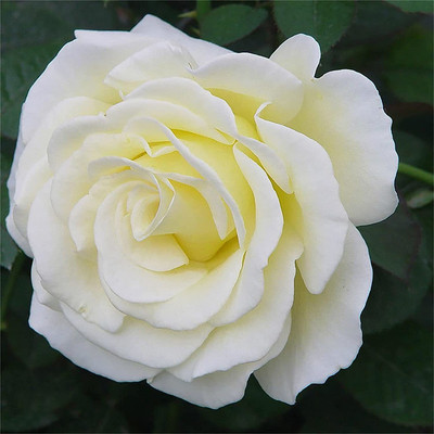 CYBEXIS LX-30 - Flower White Rose - (100 Seeds) Seed(100 per packet)