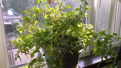 KNESSiN Birds eye Chilli Seed(200 per packet)