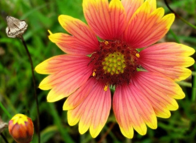 SEEDSSIDE Gaillardia Blanket Flower Seeds Seed(20 per packet)