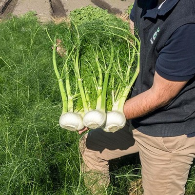 CYBEXIS Rare Sweet Fennel Florence Seeds700 Seeds Seed(700 per packet)