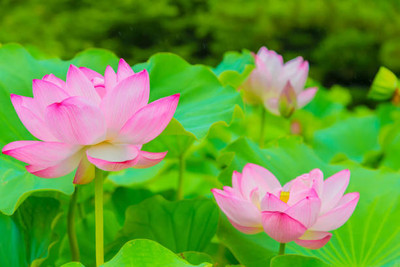 MAA lotus,kamal seeds Seed(5 per packet)