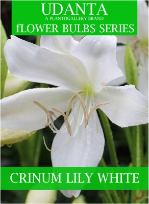 Udanta Crinum Lily White Flower Bulbs For Summer Season - Pack Of 5 Bulbs Seed(5 per packet)