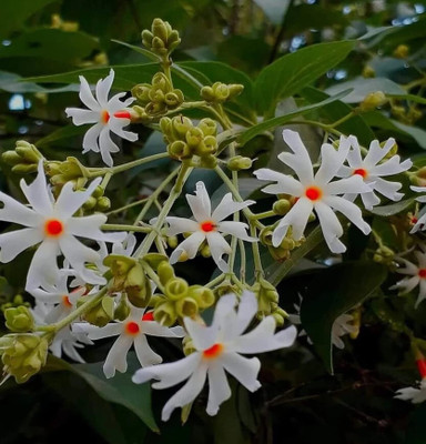 Arshiayat jasmine flower seeds Seed(56 per packet)