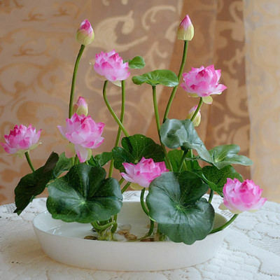 Seedsilk Light Pink Lotus Seed(20 per packet)