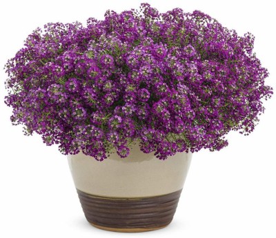 CYBEXIS Alyssum Royal Carpet Mixture, Lobularia maritima Seed(1 g)