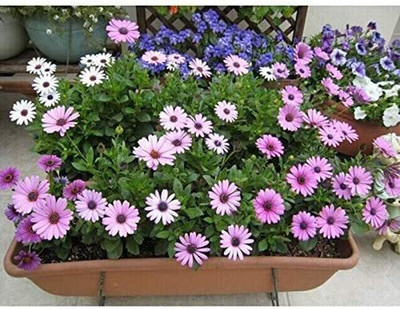 CYBEXIS Osteospermum Ecklonis Seeds South African Marigold Seed(50 per packet)