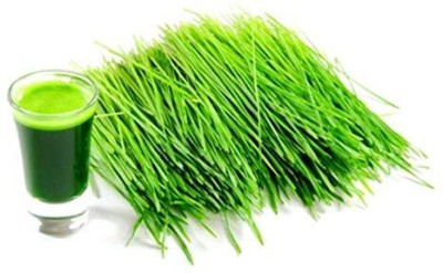 Aywal Wheatgrass Seed(8500 per packet)