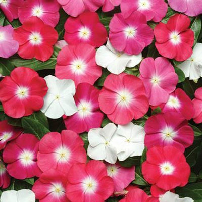 CYBEXIS VINCA SUNDAY DWARF MIX FLOWER SEEDS200 Seeds Seed(200 per packet)