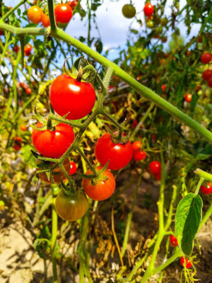 Seedsqlty tomato Seed(120 per packet)