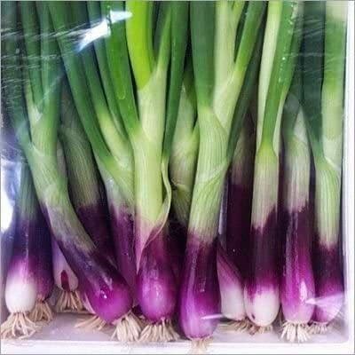 CYBEXIS Hybrid RED TOGA Salad Onion Seeds1000 Seeds Seed(1000 per packet)