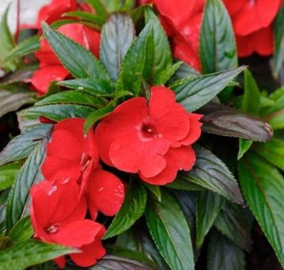 Aywal Balsam Multicolor Flower Seed(30 per packet)