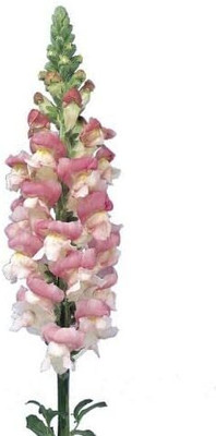 CRGO ANTIRRHINUM Seed(75 per packet)