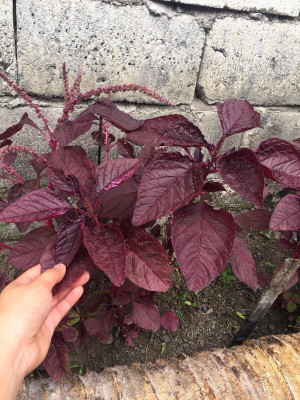 BDSresolve Red spinach seeds PACK OF 4950 Seed(4950 per packet)