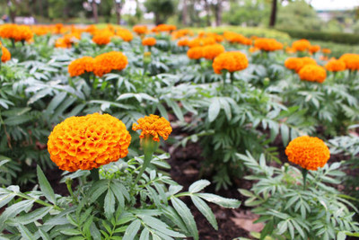 PriyaSeeds marigold/gende ka phool flower seeds Seed(75 per packet)