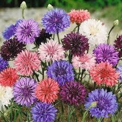 fixeded FL-126-MIX-CORNFLOWER Seed(40 per packet)
