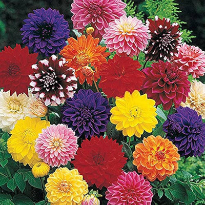 LIFELEX Dahlia Premium Quality Flower Seed(15 per packet)