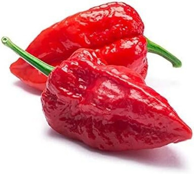 KNESSiN F1 Hybrid Hot Bhut Jolokia Chilli Seeds for Terrace Gardening-(1200 Seeds) Seed(1200 per packet)