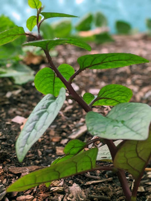 CYBEXIS NDIR-85 - Red Malabar Spinach - (250 Seeds) Seed(250 per packet)
