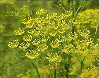 VibeX ® RXI-68 Florence Fennel Heirloom Seed(500 per packet)