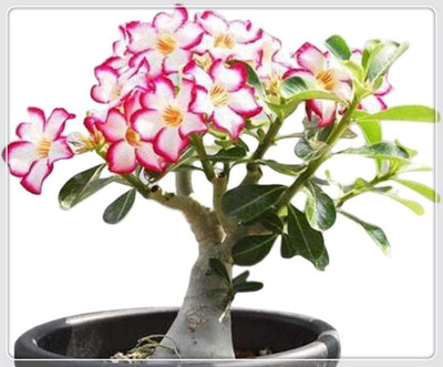 Qualtivate LX-663 Mixed Adenium Desert Rose Flower Seeds Seed(30 per packet)