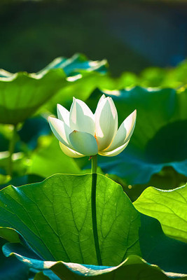YUGANTAR lotus,kamal gatta Seed(10 per packet)
