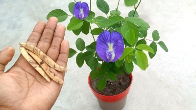 ibains Aparajita flower seeds Seed(37 per packet)