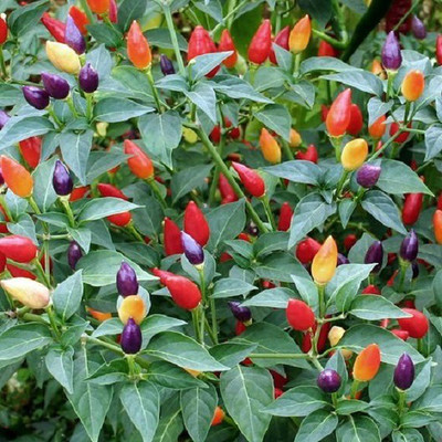 CYBEXIS ORNAMENTAL CHILLY CHOICE MIXED SEEDS400 Seeds Seed(400 per packet)