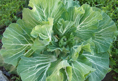 KNESSiN Cabbage Portuguese Seed(1250 per packet)