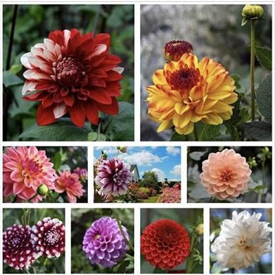 DIVINE ®EF- Mixed Color and Hybrid Flower Seeds -0A641 Seed(55 per packet)