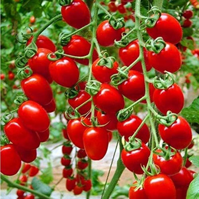 ActrovaX Tree Tomato [10gm Seeds] Seed(10 g)