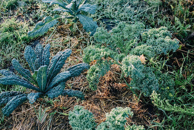 WILLVINE GBPUT -V Dwarf Blue Curled Scotch Kale [50g] Seed(15000 per packet)