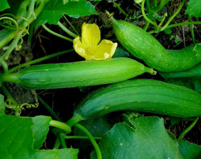 UGRA Sponge Gourd(Turai) Seed(120 per packet)