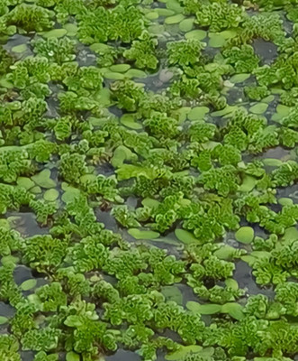BDSresolve Lemna minor seeds II Azolla seeds for planting Seed(1010 per packet)