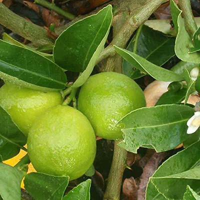 Aywal Citrus Limon (Lemon) Seed(10 per packet)