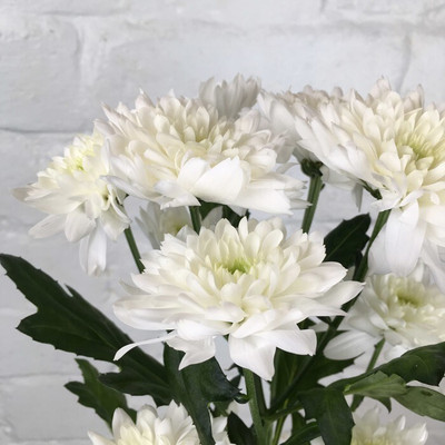 Qausain Chrysanthamum White/Chamanti Seed(10 per packet)