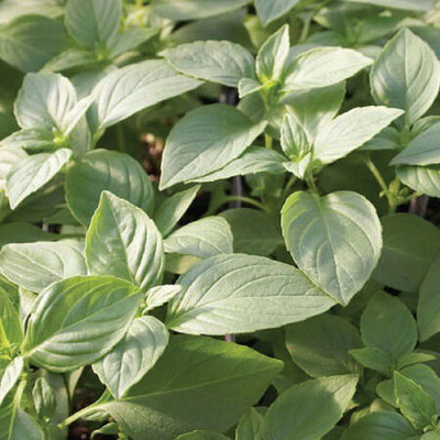 WILLVINE KGF -49 Mrs. Burns Lemon Basil Seeds Seed(2000 per packet)