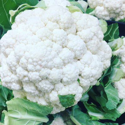 CYBEXIS TLX-41 - F1 Hybrid Cauliflower - (1350 Seeds) Seed(1350 per packet)