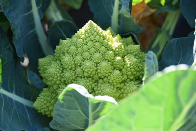 FOURGANIC white cauliflower,gobhee seeds Seed(30 per packet)