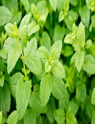 VibeX PUAS-94 - Lemon Balm (Melissa officinalis) - (2250 Seeds) Seed(2250 per packet)