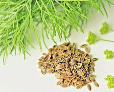 WILLVINE LXI-268 Dill Autumn Drought Tolerant Seed(500 per packet)