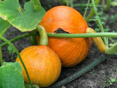 Kodali Hybrid F1 Pumpkin Seed Pack Of 50 Seed(50 per packet)