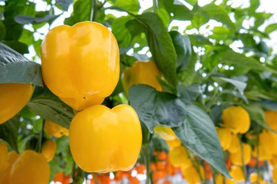 ibains Shimla mirch f1 hybrid seeds Seed(148 per packet)