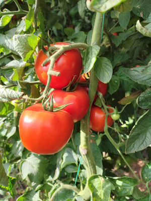 XOLDAA tomato Seed(105 per packet)