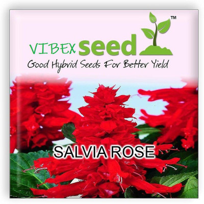 CYBEXIS Salvia Hybrid Imported Flower Seeds Seed(1 g)