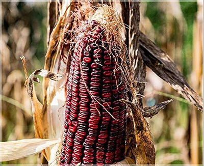 VibeX ® LXI-838 Red Corn (maize) Traditional Seeds Seed(500 per packet)