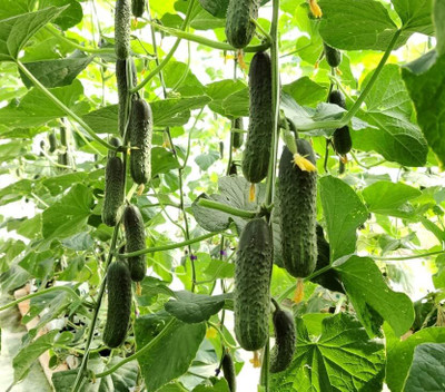 Qualtivate XXX-3A Indoor Cucumber F1 Self-Pollinating - Green Seed(300 per packet)