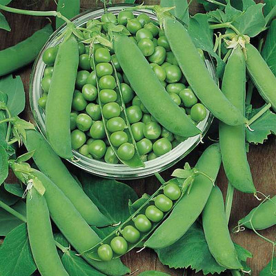 Arshiayat Matar,Peas Vegetable Seed(1410 per packet)