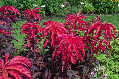Aywal Amaranthus Burgundy Red/ Dark Green Flower Seed(20 per packet)